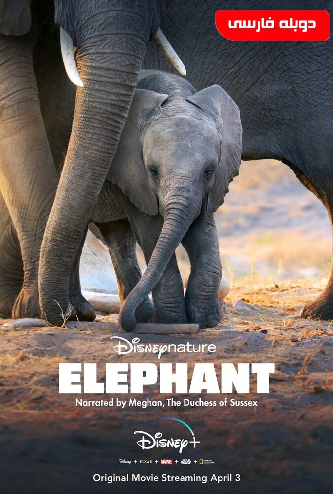 فیلم فیل Elephant 2020